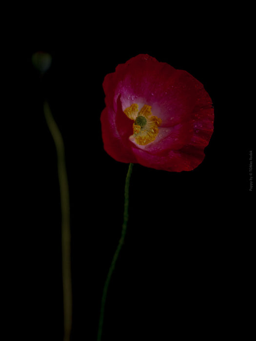 Close-up photograph of a vibrant red poppy flower with delicate petals, captured by TOMas Rodak using a Hasselblad camera, showcasing a striking floral motif.