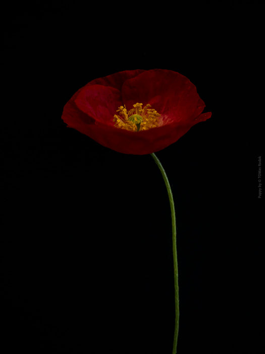 Close-up photograph of a vibrant red poppy flower with delicate petals, captured by TOMas Rodak using a Hasselblad camera, showcasing a striking floral motif.