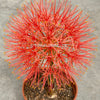Scadoxus Multiflorus / Fireball Lilly / Blutblume, organically grown succulent plants for sale at TOMsFLOWer CLUB.