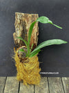 Staghorn fern Platycerium bifurcatum care Fern for mounting for sale Staghorn fern care tips Indoor fern plant Platycerium bifurcatum propagation Mounting a Platycerium bifurcatum Fern for vertical gardens Platycerium bifurcatum wall mount Platycerium bifurcatum hanging fern Fern for tropical gardens Platycerium bifurcatum epiphytic fern Unique fern plant Platycerium bifurcatum natural habitat Fern for humidity-loving plants Platycerium bifurcatum for terrariums Fern for decorative displays TOMs FLOWer CLUB