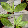 Hoya callistophylla short leaf, organically grown tropical plants for sale at TOMsFLOWer CLUB.