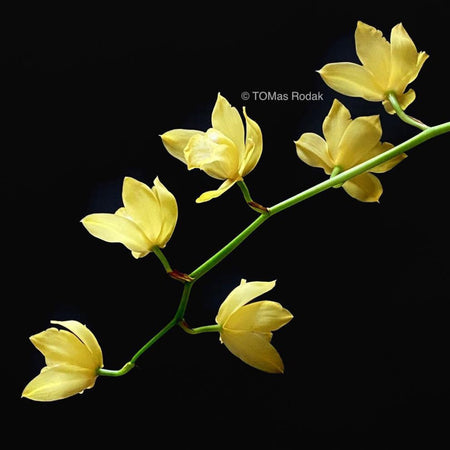 Yellow black colour blocking photo of yellow flowering Cymbidium orchid as ART PAPER PRINT by © Tomas Rodak, TOMs FLOWer CLUB, from 10x10cm up to 50x50cm available for unlimited sale.