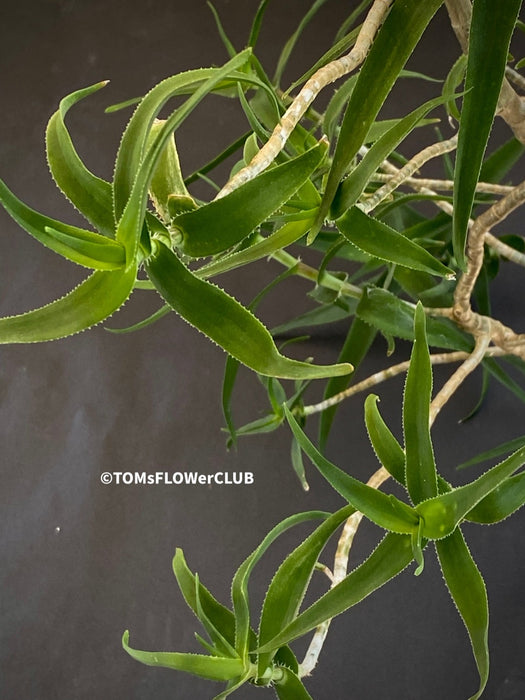 Aloe / Aloiampelos ciliaris - CUTTING, organically grown succulent plants for sale at TOMs FLOWer CLUB.