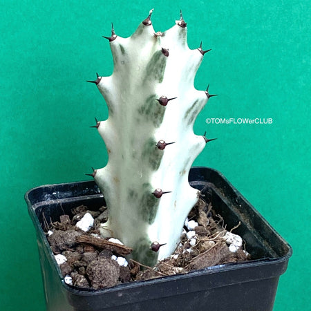Sun loving succulent plant Euphorbia Lactea Alba, white ghost, grey ghost by TOMs FLOWer CLUB