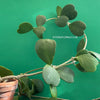 "Hoya Kerrii Care," "Sweetheart Plant Propagation," "Hoya Kerrii Watering," "Hoya Kerrii Soil," TOMs FLOWer CLUB, Wachsblume, voskovka, Herzblatt, organic plants for sale