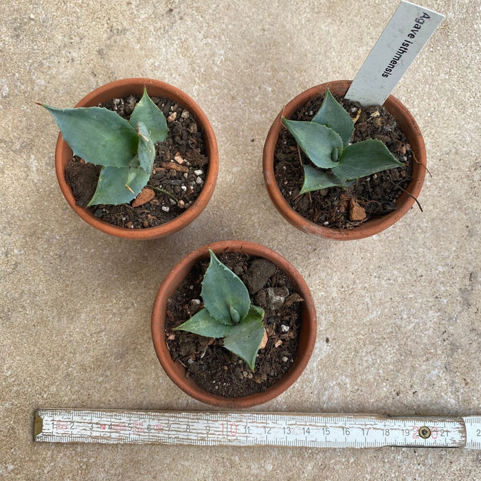 Agave Isthmensis / Butterfly Agave, sun loving and hardy succulent plant for sale at TOMsFLOWer CLUB