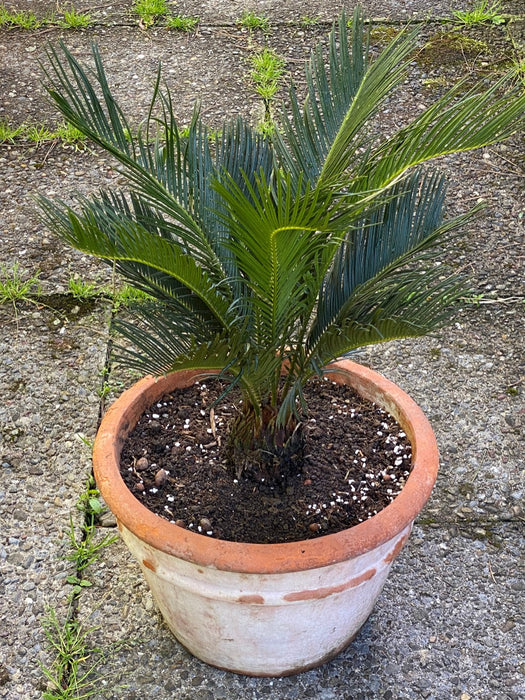 Cycas Revoluta, organically grown palm fern plants for sale at TOMsFLOWer CLUB