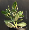 Crassula Ovata Albo-Variegata, organically grown sun loving succulent plants for sale at TOMsFLOWer CLUB.
