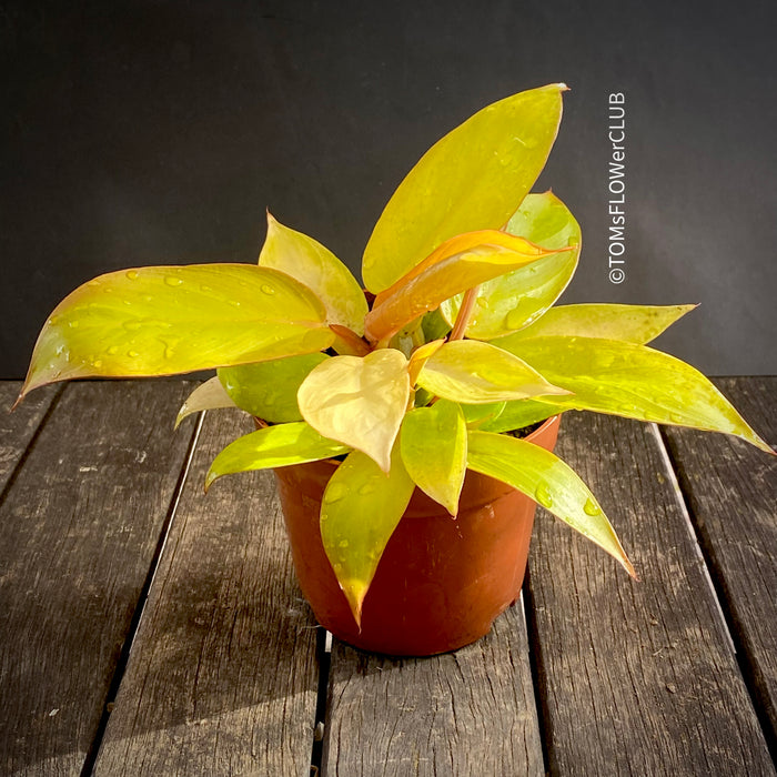 Philodendron "Prince of Orange"