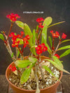 Red flowering Euphorbia Tardieuana, organically grown succulent plants for sale at TOMsFLOWer CLUB.