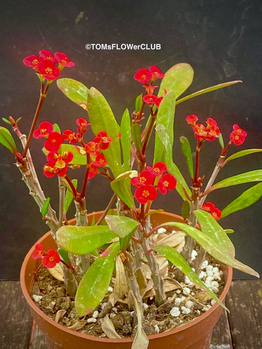 Red flowering Euphorbia Tardieuana, organically grown succulent plants for sale at TOMsFLOWer CLUB.