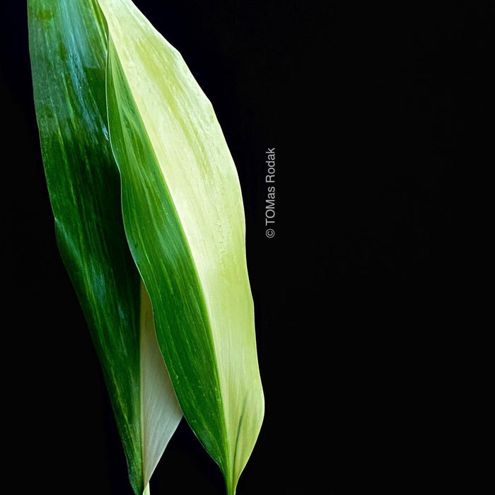 Aspidistra Elatior Albo Variegata with its half-moon leaf as ART PAPER PRINT by © Tomas Rodak, TOMs FLOWer CLUB, from 10x10cm to 50x50cm available for unlimited sale.