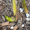 Aspidistra Elatior Asahi, organically grown aspidistra elation variegata plants for sale at TOMs FLOWer CLUB.