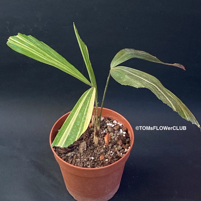 Caryota Mitis Aurea Variegata / Fishtail palm, organically grown tropical plants for sale at TOMsFLOWer CLUB.
