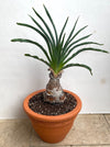 Boophone Disticha - Fan Lily, organically grown tropical plants for sale at TOMs FLOWer CLUB.