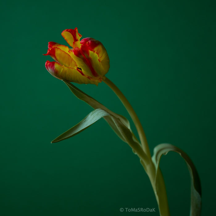 Yellow Parrot Tulip as ART PAPER PRINT by © Tomas Rodak, TOMs FLOWer CLUB, from 10x10cm up to 50x50cm available for unlimited sale.