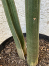 Sansevieria Stuckyi, organically grown succulent plants for sale at TOMsFLOWer CLUB.