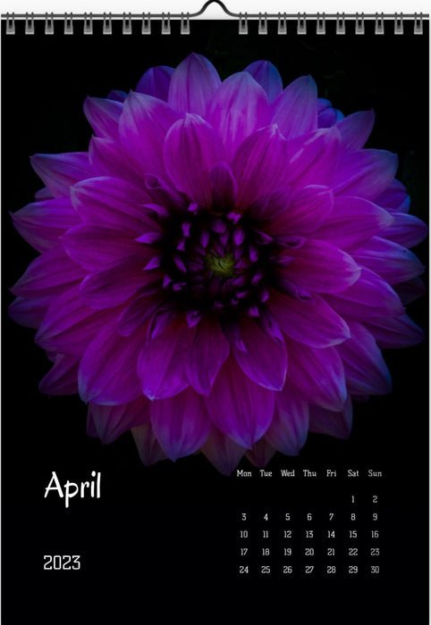 Dahlia calendar 2023, Wandkalender, Kalendar, Dahlia, Dahlien, Dahlias, for sale by TOMs FLOWer CLUB.