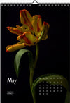 Tulip calendar 2023, Wandkalender, Kalendar, tulip, Tulip, Tulpe, yellow tulips, for sale by TOMs FLOWer CLUB.
