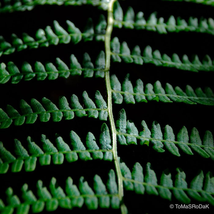 Green fern leaf, leaf scape art photo collection by TOMas Rodak for sale at TOMs FLOWer CLUB.