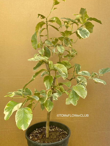 Zitronenbaum, Lemon tree / Citrus limon foliis variegatis sanguineum, organically grown tropical plants for sale at TOMsFLOWer CLUB.