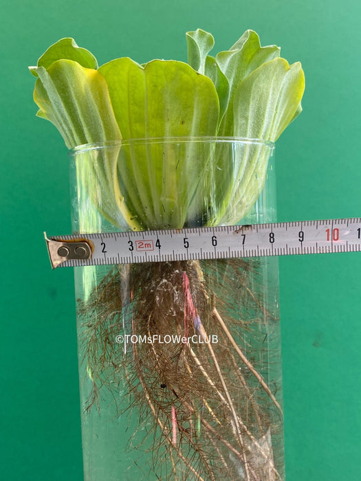 Pistia stratiotes / Water Lettuce in glass vase, organically grown tropical plants for sale at TOMsFLOWer CLUB.