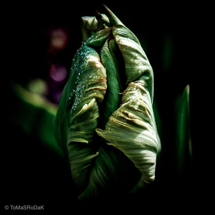 Parrot tulip flower in the morning, leaf scape art photo collection by TOMas Rodak for sale at TOMs FLOWer CLUB.