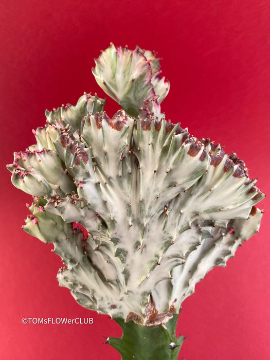Euphorbia lactea alba cristata / White Ghost grafted, organically grown succulent plants for sale at TOMsFLOWer CLUB.
