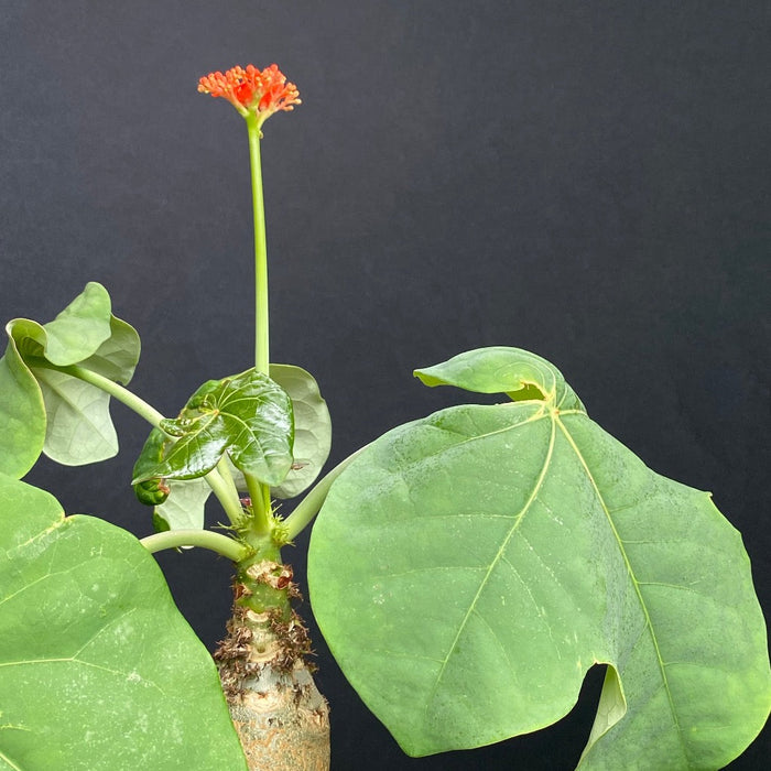 Jatropha Podagrica, organically grown caudex  plants for sale at TOMsFLOWer CLUB.