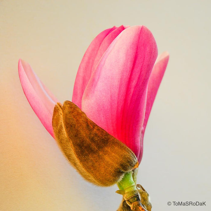 Pink magnolia by TOMas Rodak, real photo behind acrylic glass in limited edition runs of 139 for sale at TOMs FLOWer CLUB, gallery quality, signed, numbered and certified.