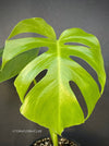 Monstera Deliciosa Borsigiana, Swiss cheese plant, organically grown tropical plants for sale at TOMsFLOWer CLUB.