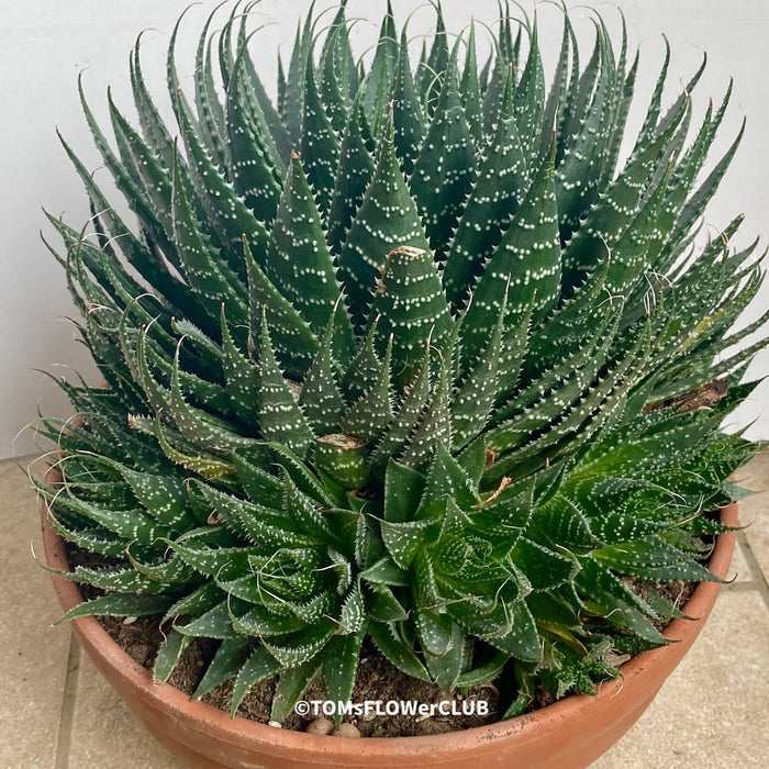 Aloe aristata, organically grown sun loving succulent plants for sale at TOMs FLOWer CLUB.