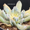 Sun loving succulent plant Echeveria Runyonii Topsy Turvy by TOMsFLOWer CLUB.