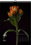 Tulip calendar 2023, Wandkalender, Kalendar, tulip, Tulip, Tulpe, orange tulips, for sale by TOMs FLOWer CLUB.