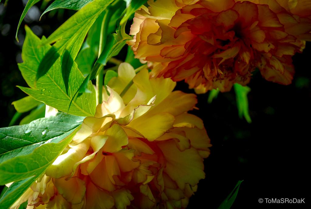 PHOTO PICTURE - Peony XV