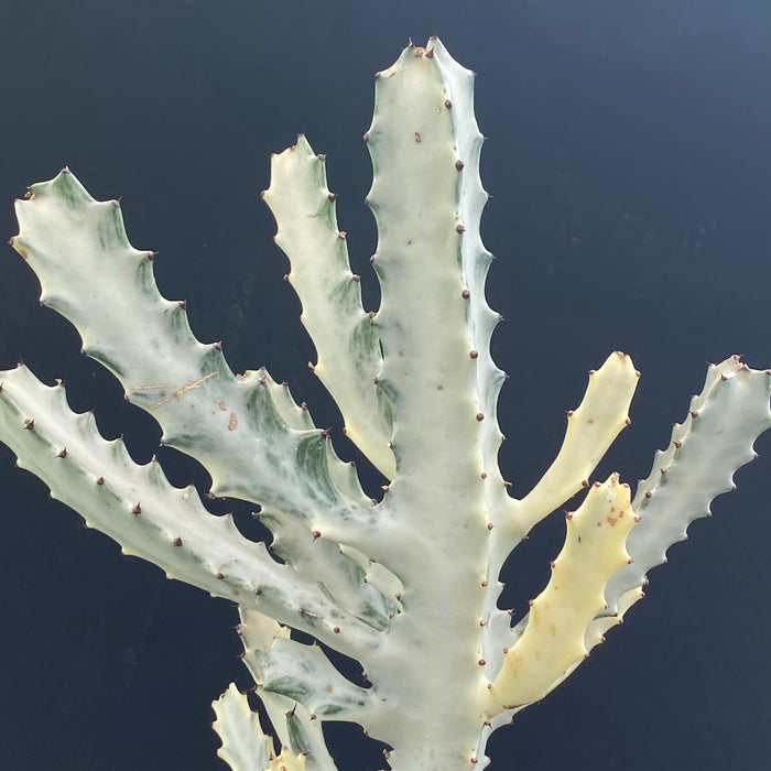 Euphorbia Lactea Alba