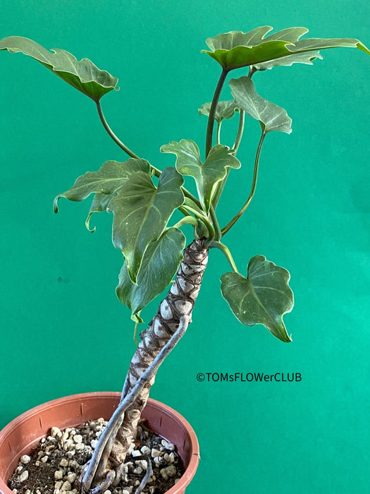 Philodendron Xanadu on the trunk, organically grown tropical plants for sale at TOMsFLOWer CLUB.