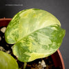 Philodendron Burle Marx Aurea Variegata, organically grown tropical plants for sale at TOMsFLOWer CLUB.