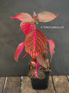 Iresine herbstii, red leaf, beefsteak plant, organically grown tropical plants for sale at TOMsFLOWer CLUB.