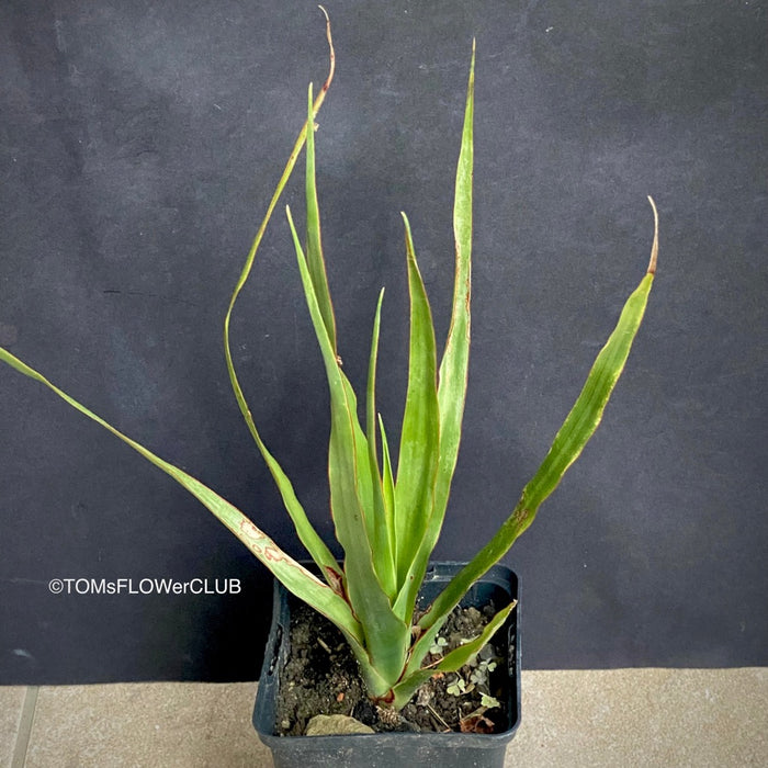 Dracaena draco, organically grown tropical plants for sale at TOMsFLOWer CLUB.
