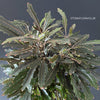 Dizygotheca elegantissima, organically grown tropical plants for sale at TOMsFLOWer CLUB. 