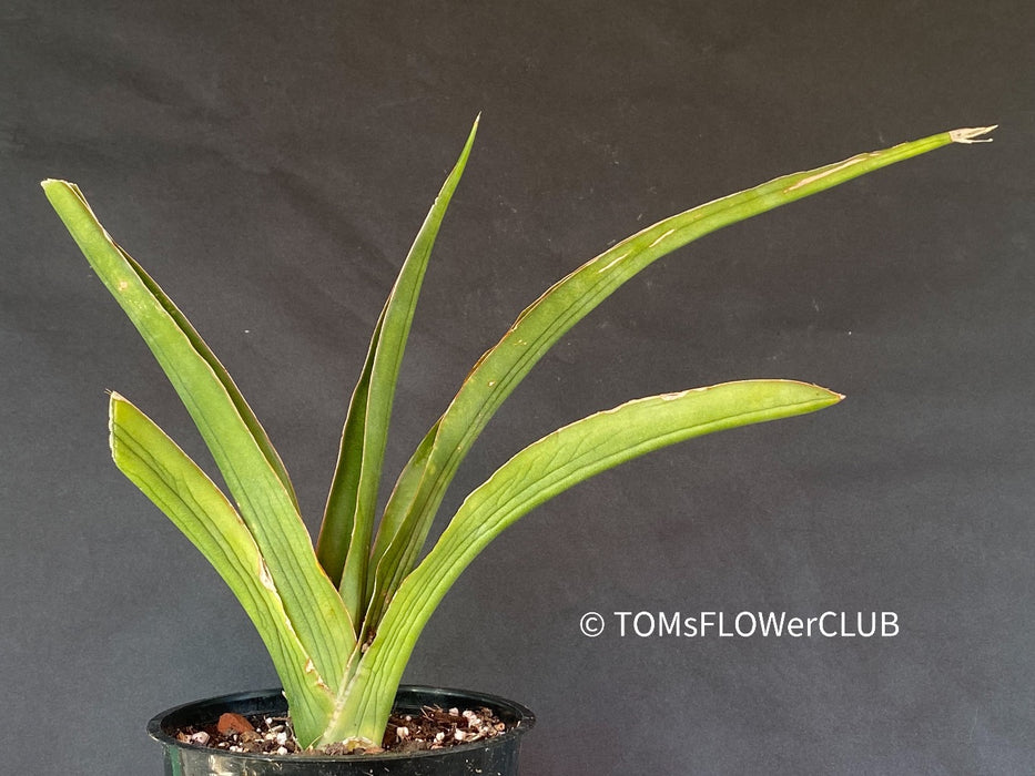 Sansevieria Kismayo, organically grown succulent plants for sale at TOMsFLOWer CLUB.