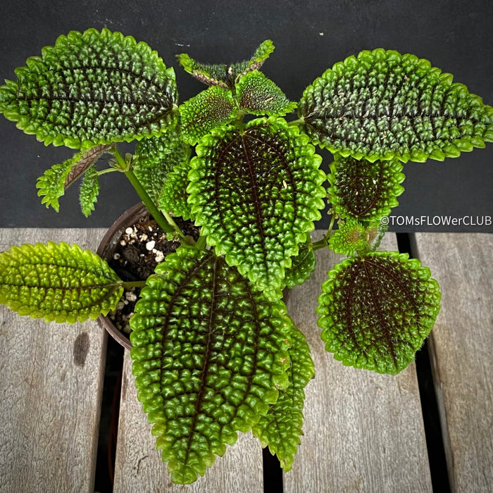 Pilea Involucrata, organically grown tropical plants for sale at TOMsFLOWer CLUB.