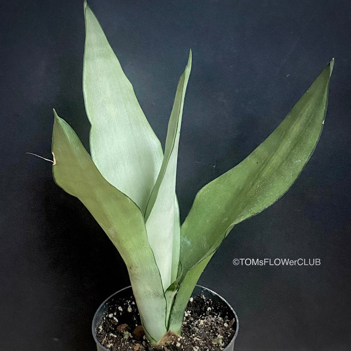 Sansevieria Trifasciata Moonshine, organically grown succulent plants for sale at TOMsFLOWer CLUB.