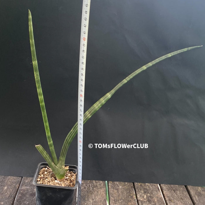 Sansevieria cylindrica, organically grown succulent plants for sale at TOMsFLOWer CLUB.