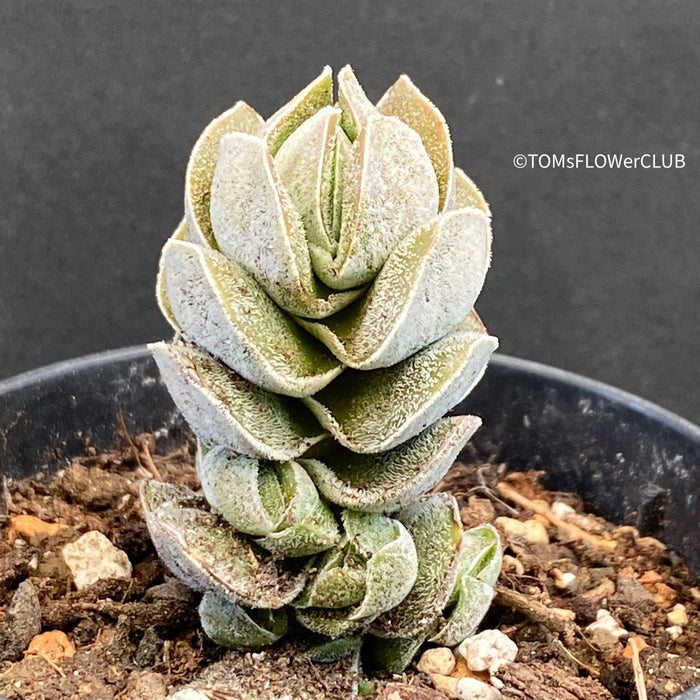 Crassula Ivory Pagoda, organically grown sun loving succulent plants for sale at TOMsFLOWer CLUB