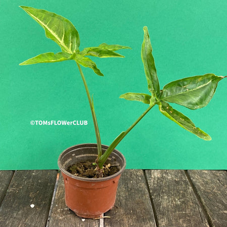 Syngonium Angustatum, organically grown tropical plants for sale at TOMsFLOWer CLUB.