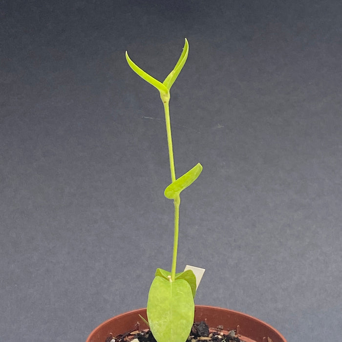 Hoya Densifolia