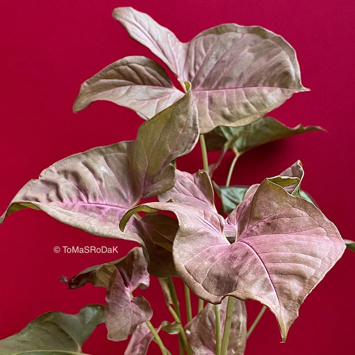 Syngonium Podophyllum Pink as ART PAPER PRINT by © Tomas Rodak, TOMs FLOWer CLUB, from 10x10cm up to 50x50cm available for unlimited sale.