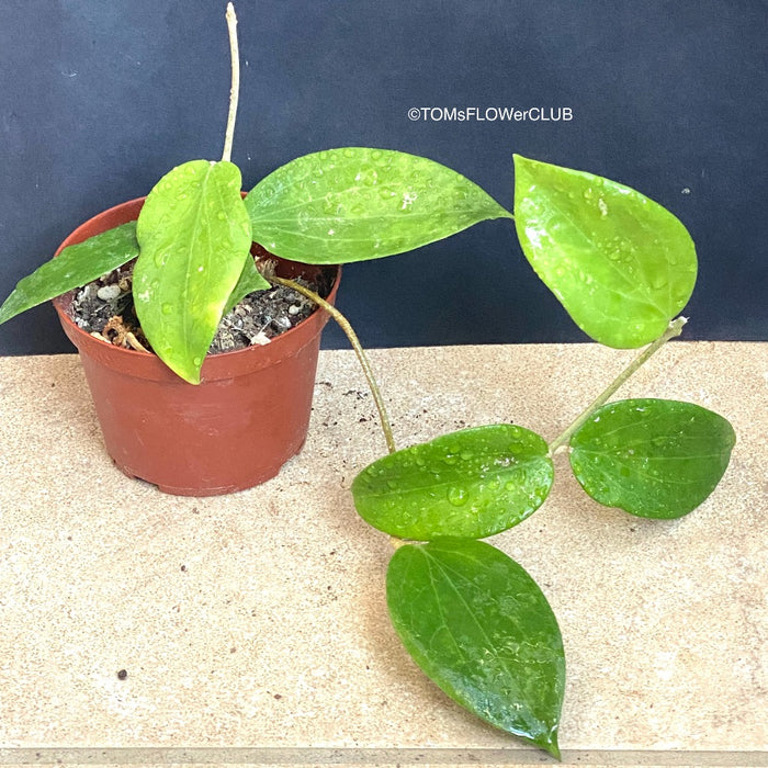 Hoya aldrichii Christmas Island IML 1418, organically grown tropical hoya plants for sale at TOMsFLOWer CLUB.